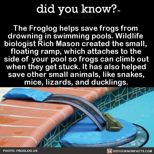 the-froglog-helps-save-frogs-from-drowning-in