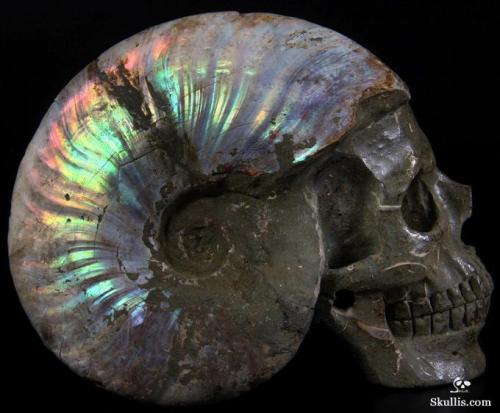 mineralists - Huge Carved Ammonite Fossil Skull