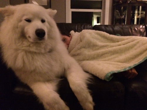 skookumthesamoyed - FLOOF BOOF doubles as a cozy pillow and a...
