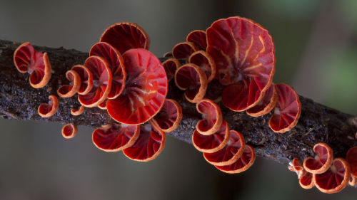 boredpanda:The Magical World Of Australian Mushrooms By Steve...