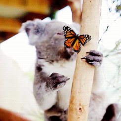 dailygiffing - Video - Butterfly takes over Koala Joey’s Photoshoot