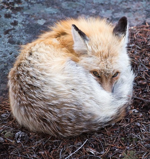 beautiful-wildlife - Curled Fox by Max Waugh