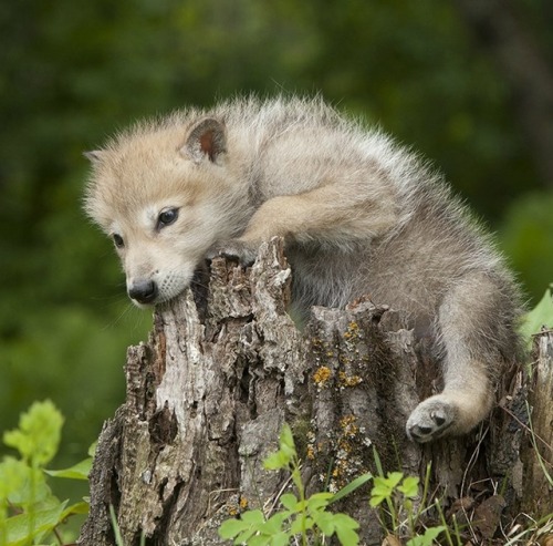 beautiful-wildlife - Wolf Pup by © Jim Zuckerman