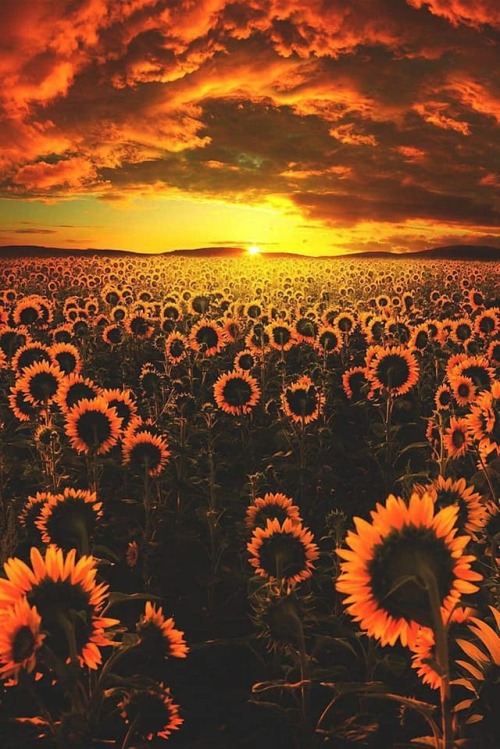 trasemc:Sunflowers