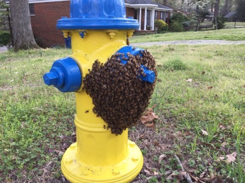 droct0 - foxthebeekeeper - A neighbor called and said she saw a...