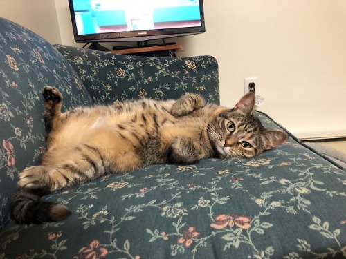 hydiecat - “Draw me like one of your French girls…”