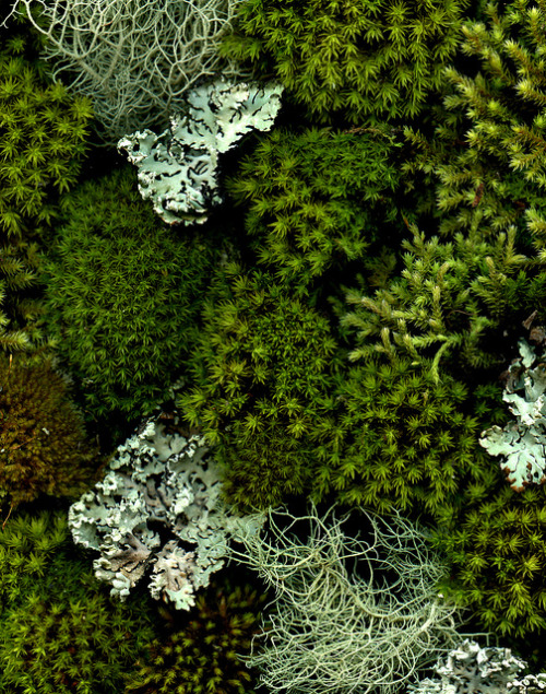 valscrapbook - 53902 moss and lichen by horticultural art on...