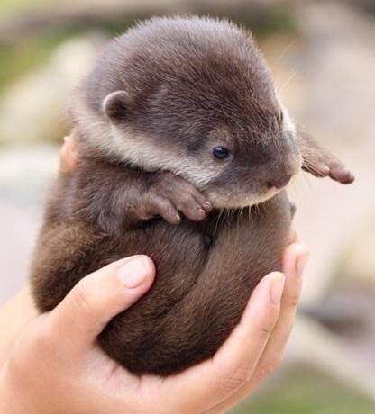 sixpenceee - A baby otter at the Monterey Bay Aquarium,...