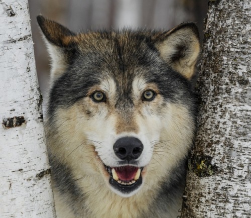 beautiful-wildlife:Wolf by © miroslav chytil