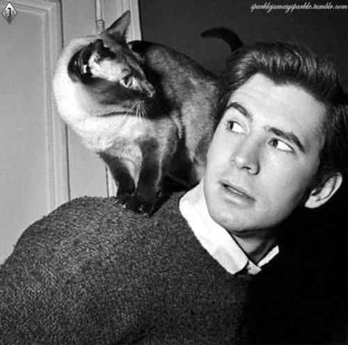 sparklejamesysparkle - Anthony Perkins with his Siamese cat,...