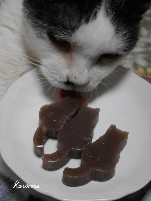 Own picture - # 69, My cat Sumomo and homemade pastry, March...