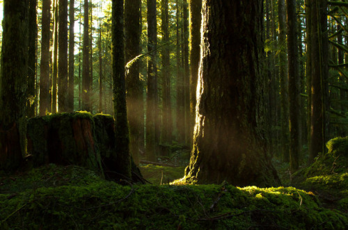 vurtual:Afternoon Forest Light (by Kristian Francke)