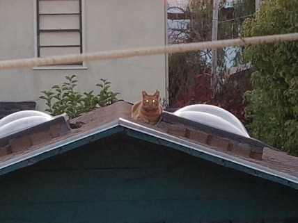 catsuggest - deliriumbubbles - catsuggest - yes im upon the roof. so what ?mind your own business...