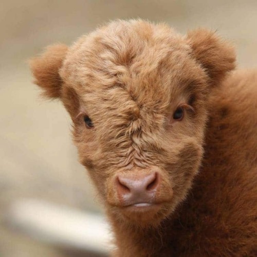 tellmeoflegends:mymodernmet:Adorable Highland Cattle Calves...