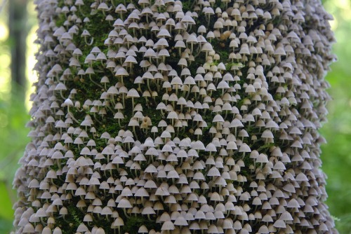 stunningpicture:Mushrooms blooming in the tree bark.
