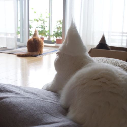 cuteanimals-only:Cats in hats made from their own hair by...