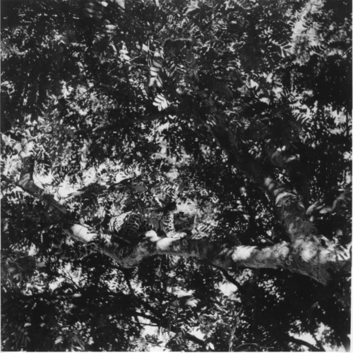 arterialtrees - Roman Zabinski, Funeral, 1952