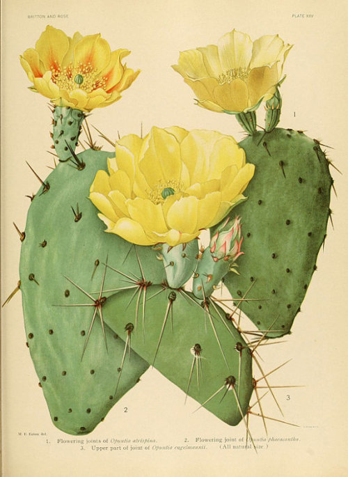 lesstalkmoreillustration - Cacti & Botanical Dessert Posters...