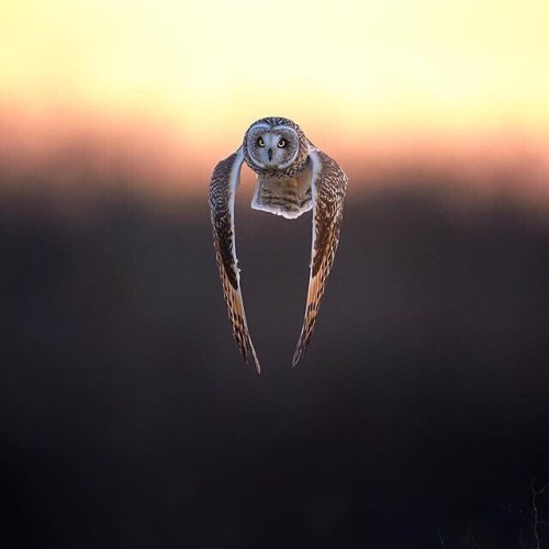 essenceofnatvre - protik_photography •A male Short-eared Owl...