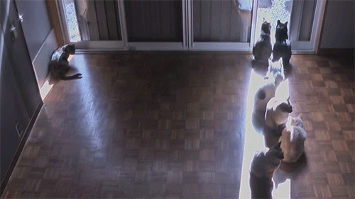 cathy-sienna-40 - hongrie - time-lapse sun-cats ひまわり猫窓  The...