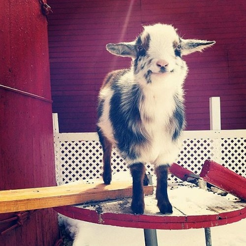 steppauseturnpausepivotstepstep:unamusedsloth:Baby goats aka...