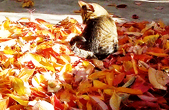 youthxcrew69:THIS IS A CAT PLAYING IN FALL LEAVES THIS IS VERY...