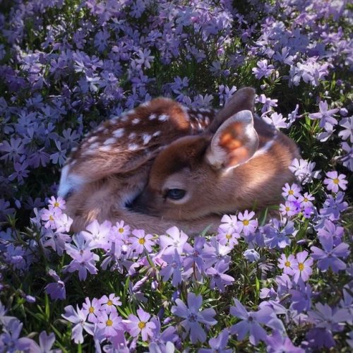 imonlyadumpling - aww-so-pretty - Spring animalsBeauties ~