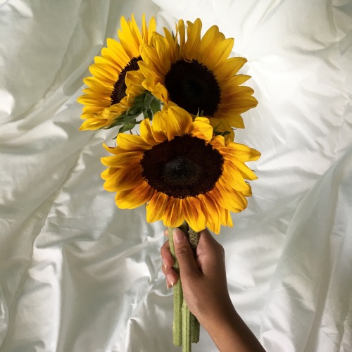 ccrygirl - the sunflower is mine, in a way -van gogh