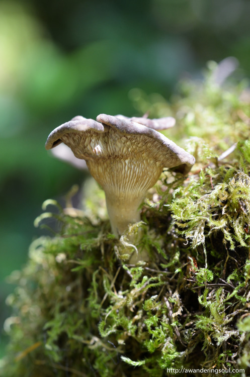 connie-awanderingsoul:Forest Mushroom