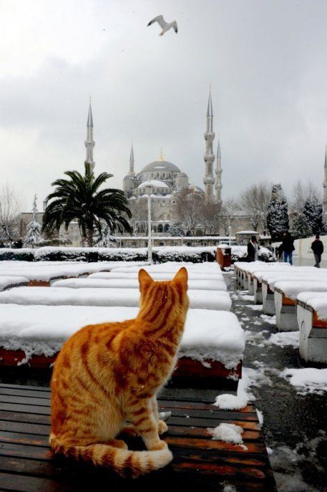 arielle1965:Cats and Istanbul