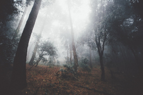 elenamorelli:{ forest path, luminous fog }