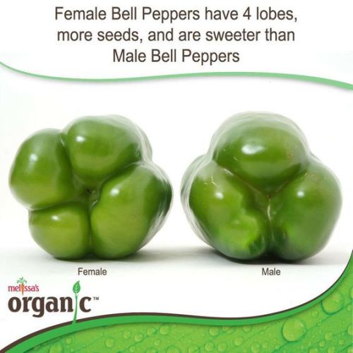 koshurfrank - If you’ve ever put a 3 lobe pepper in your mouth,...