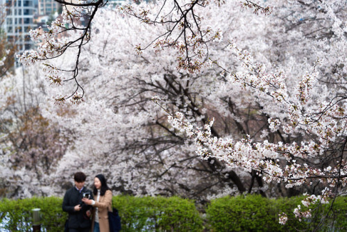 rjkoehler - Cherry blossoms on Ansan Mountain, Seodaemun.