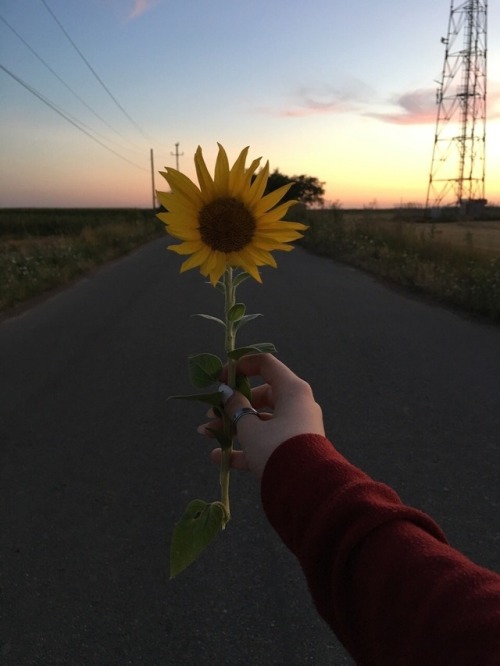 Hipster sunflower  Tumblr
