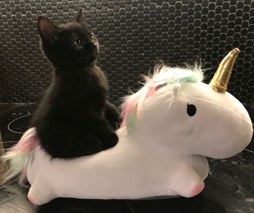 peripateticmeg - “And lo, I saw a rider on a pale horse, and the...