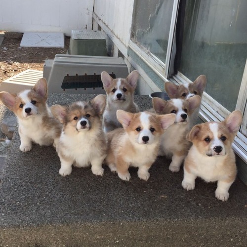 doggopupperforpres - Mosley and his crew are ready for the...