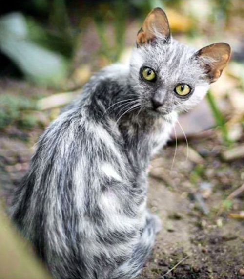 ainawgsd:LykoiThe Lykoi, also called the Werewolf cat, is a...
