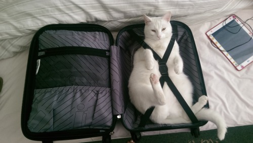 unimpressedcats:Only packing the essentials