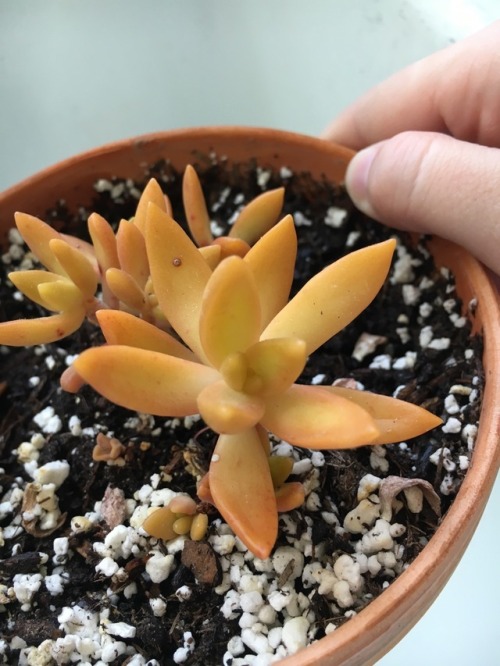 succulents4life - 05/13/17 plant of the day! My little golden...