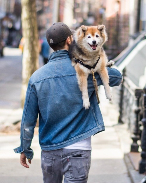 thedogist:Ditka, Shiba Inu (long-haired; 11 y/o), W 4th &...