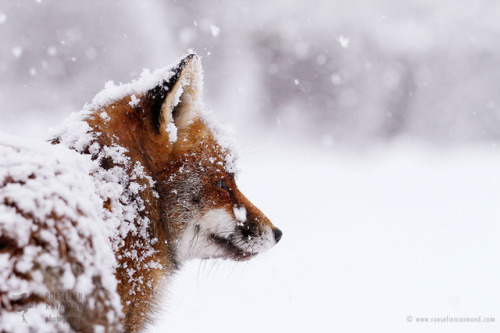 everythingfox - Powdered fox