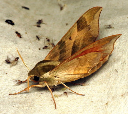coolbugs:Bug of the DayA Virginia creeper sphinx (Darapsa...
