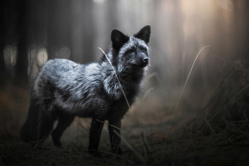 everythingfox - Silver Fox in Gubin, PolandPhoto byIza Łysoń