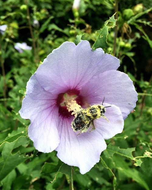 Hibiscus with pollen-drenched bumblebee. Noyack, NY. #sagharbor...