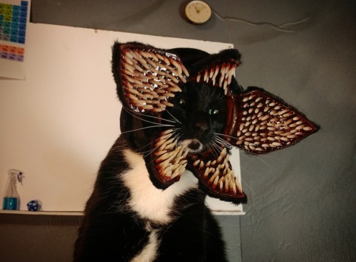 cat-cosplay - …And though you fight to stay aliveYour body...