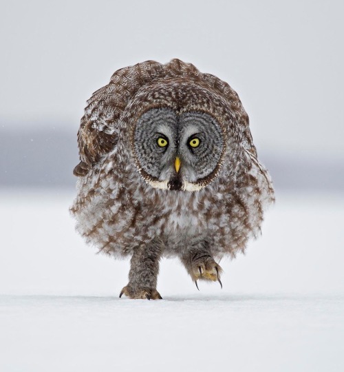 beautiful-wildlife - Stalking Me! by Rick Dobson