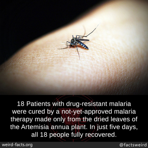 mindblowingfactz - 18 Patients with drug-resistant malaria were...