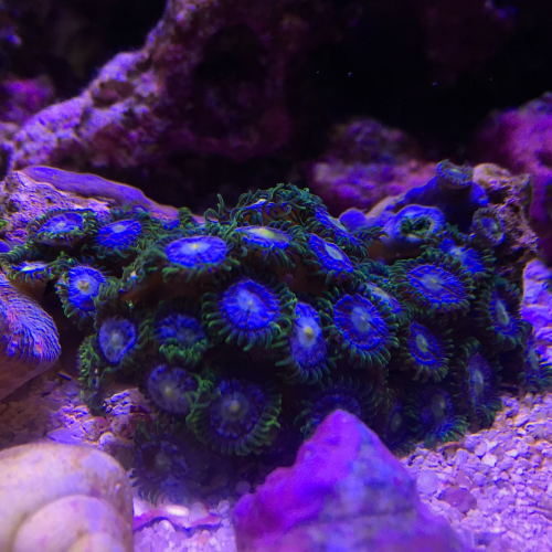 what-the-fiish - So not all of my corals are fully open so I...