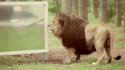 Lion Intrigued by That Guy in the Mirror