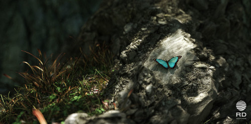RDT-demo _ small forest by Christoph Schindelar...